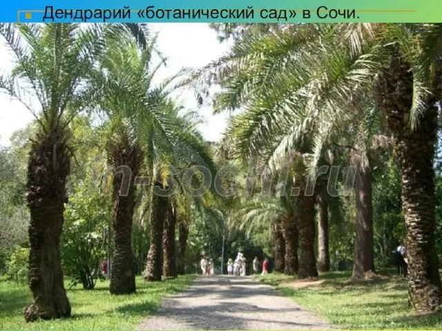 Дендрарий «ботанический сад» в Сочи.