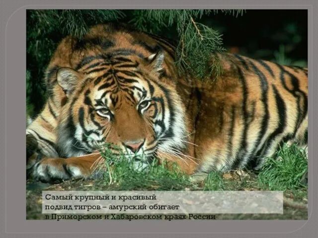 Самый крупный и красивый подвид тигров – амурский обитает в Приморском и Хабаровском краях России.