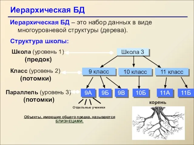 Иерархическая БД Иерархическая БД – это набор данных в виде многоуровневой структуры