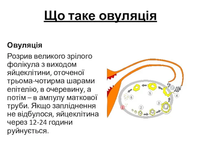 Що таке овуляція Овуляція Розрив великого зрілого фолікула з виходом яйцеклітини, оточеної