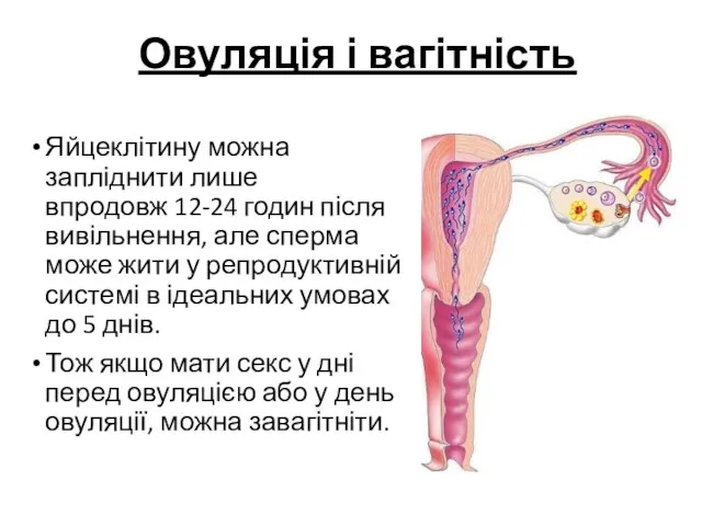 Овуляція і вагітність Яйцеклітину можна запліднити лише впродовж 12-24 годин після вивільнення,