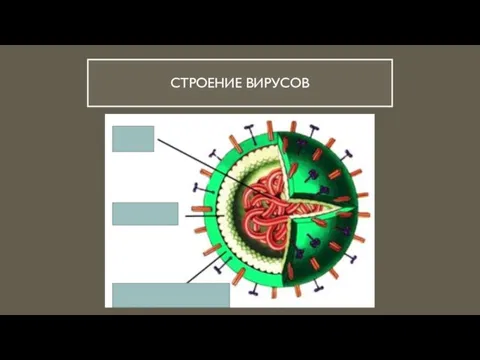 СТРОЕНИЕ ВИРУСОВ