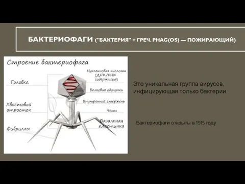 БАКТЕРИОФАГИ ("БАКТЕРИЯ" + ГРЕЧ. PHAG(OS) — ПОЖИРАЮЩИЙ) Это уникальная группа вирусов, инфицирующая