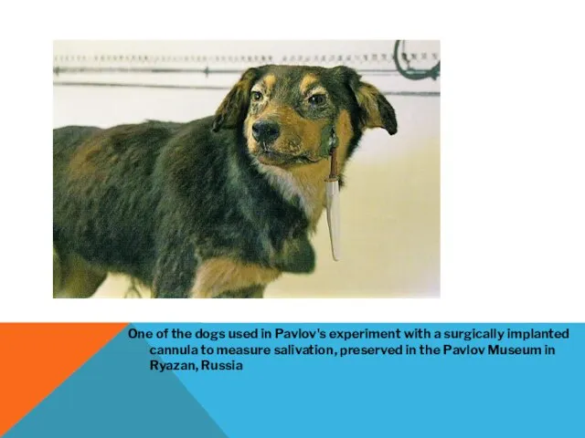 One of the dogs used in Pavlov's experiment with a surgically implanted