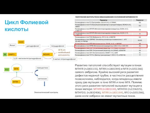 Цикл Фолиевой кислоты Развитию патологий способствуют мутации в генах MTHFR (rs1801131), MTRR