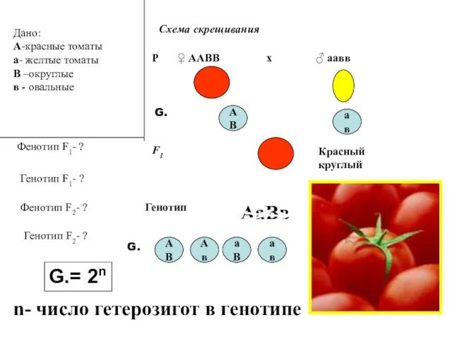 Дано: А-красные томаты а- желтые томаты В –округлые в - овальные Фенотип