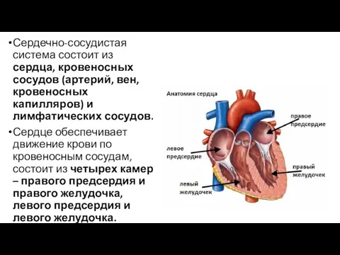 Сердечно-сосудистая система состоит из сердца, кровеносных сосудов (артерий, вен, кровеносных капилляров) и