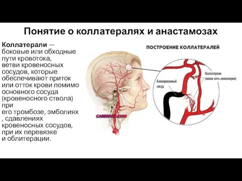 Понятие о коллатералях и анастамозах Коллатерали — боковые или обходные пути кровотока,