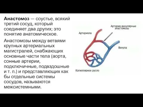 Анастомоз — соустье, всякий третий сосуд, который соединяет два других; это понятие