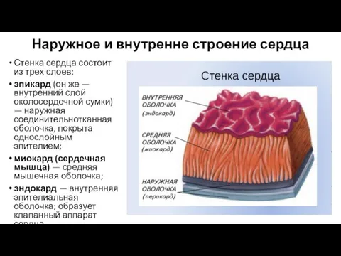 Наружное и внутренне строение сердца Стенка сердца состоит из трех слоев: эпикард