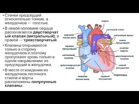 Стенки предсердий относительно тонкие, а желудочков — толстые. В левой половине сердца