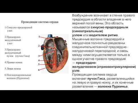 Возбуждение возникает в стенке правого предсердия в области впадения в него верхней