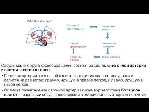 Сосуды малого круга кровообращения состоят из системы легочной артерии и системы легочных