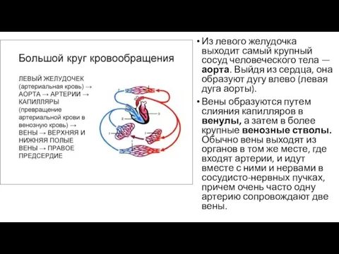 Из левого желудочка выходит самый крупный сосуд человеческого тела — аорта. Выйдя