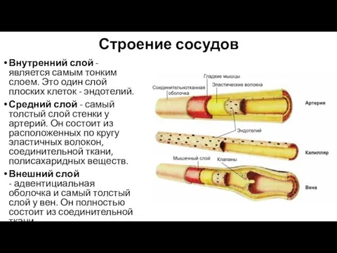 Строение сосудов Внутренний слой - является самым тонким слоем. Это один слой