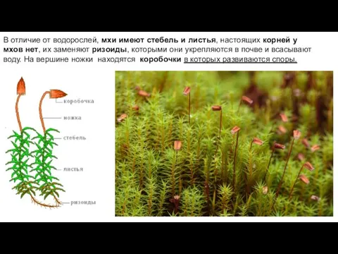 В отличие от водорослей, мхи имеют стебель и листья, настоящих корней у