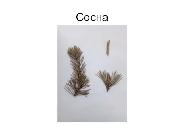 Сосна