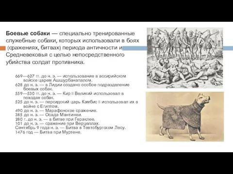 Боевые собаки — специально тренированные служебные собаки, которых использовали в боях (сражениях,