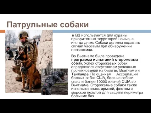 Патрульные собаки в ВД используются для охраны приоритетных территорий ночью, а иногда