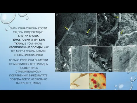 БЫЛИ ОБНАРУЖЕНЫ КОСТИ ЯЩЕРА, СОДЕРЖАЩИЕ КЛЕТКИ КРОВИ, ГЕМОГЛОБИН И МЯГКУЮ ТКАНЬ, В