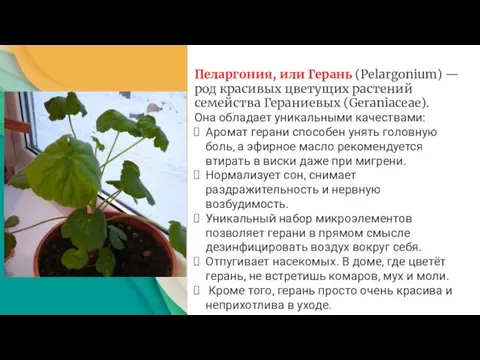 Пеларгония, или Герань (Pelargonium) — род красивых цветущих растений семейства Гераниевых (Geraniaceae).