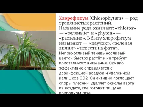 Хлорофитум (Chlorophytum) — род травянистых растений. Название рода означает: «chloros» — «зеленый»