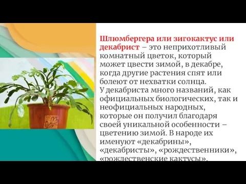 Шлюмбергера или зигокактус или декабрист – это неприхотливый комнатный цветок, который может