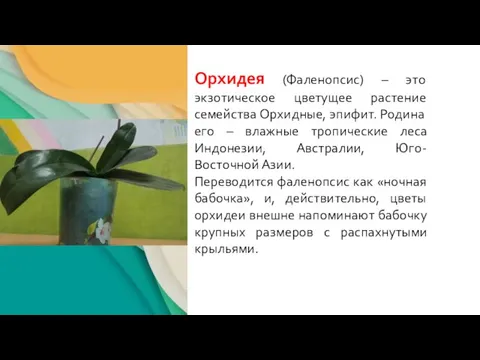 Орхидея (Фаленопсис) – это экзотическое цветущее растение семейства Орхидные, эпифит. Родина его