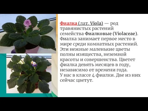 Фиалка (лат. Viola) — род травянистых растений семейства Фиалковые (Violaceae). Фиалка занимает