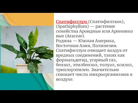 Спатифиллум (Спатифиллюм), (Spathiphyllum) — растение семейства Ароидные или Аронниковые (Araceae). Родина —