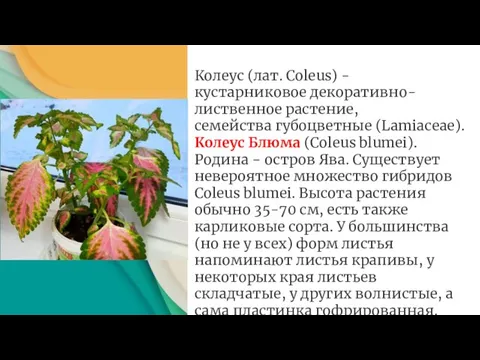 Колеус (лат. Coleus) − кустарниковое декоративно-лиственное растение, семейства губоцветные (Lamiaceae). Колеус Блюма