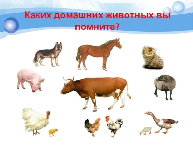 Каких домашних животных вы помните?