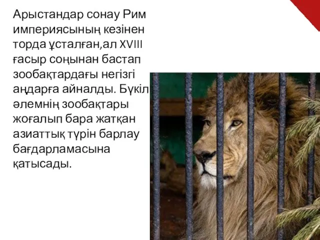 Арыстандар сонау Рим империясының кезінен торда ұсталған,ал XVIII ғасыр соңынан бастап зообақтардағы