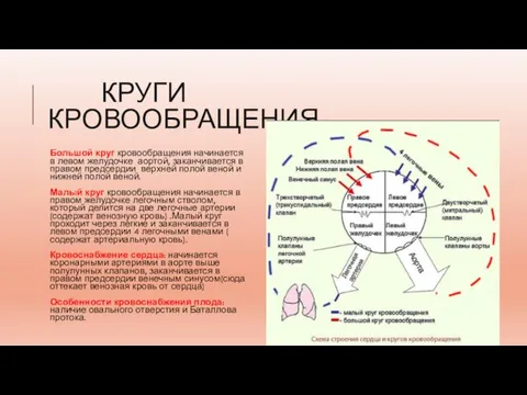 КРУГИ КРОВООБРАЩЕНИЯ Большой круг кровообращения начинается в левом желудочке аортой, заканчивается в