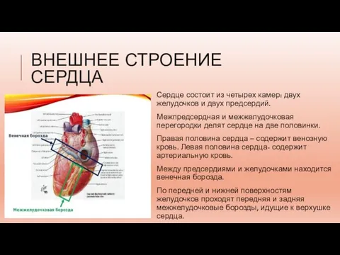 ВНЕШНЕЕ СТРОЕНИЕ СЕРДЦА Сердце состоит из четырех камер: двух желудочков и двух