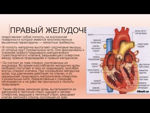 ПРАВЫЙ ЖЕЛУДОЧЕК представляет собой полость, на внутренней поверхности которой имеются многочисленные мышечные