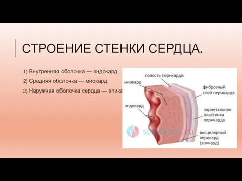 СТРОЕНИЕ СТЕНКИ СЕРДЦА. 1) Внутренняя оболочка — эндокард 2) Средняя оболочка —