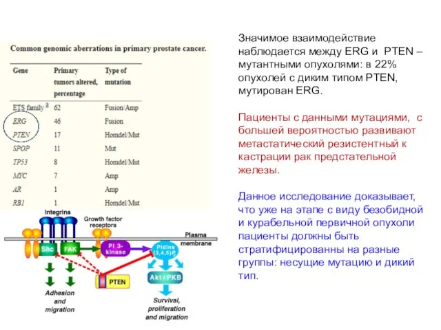 Значимое взаимодействие наблюдается между ERG и PTEN – мутантными опухолями: в 22%