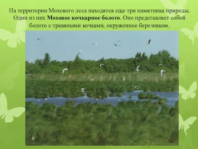 На территории Мохового леса находятся еще три памятника природы. Один из них