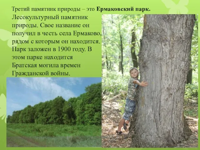 Третий памятник природы – это Ермаковский парк. Лесокультурный памятник природы. Свое название