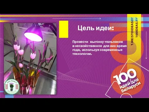 Цель идеи: Провести выгонку тюльпанов в несвойственное для них время года, используя современные технологии.