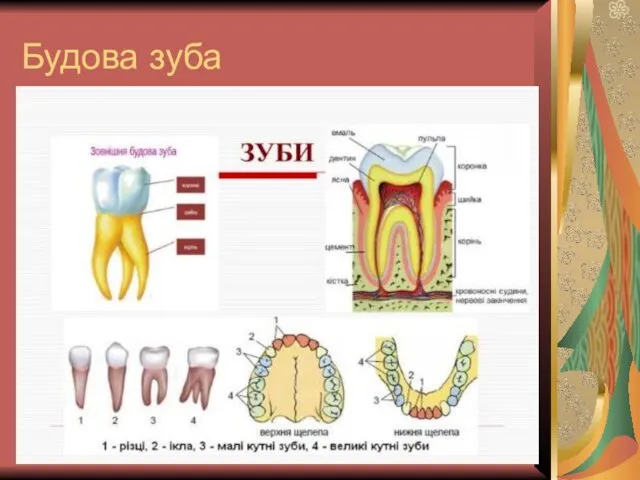 Будова зуба