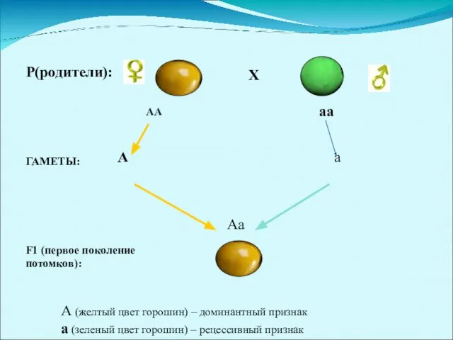 Р(родители): Х АА аа А а ГАМЕТЫ: Аа F1 (первое поколение потомков):