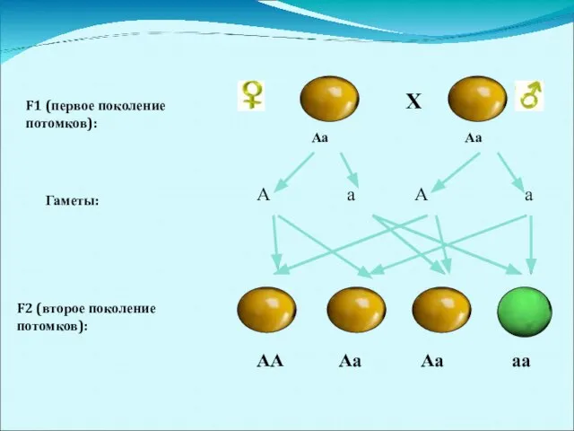 F1 (первое поколение потомков): Х А а А а F2 (второе поколение