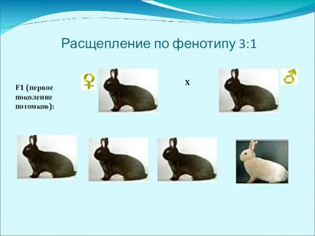 Расщепление по фенотипу 3:1 F1 (первое поколение потомков): X