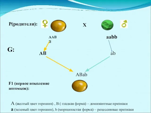 Р(родители): Х ААBB ааbb АB аb G: АBаb F1 (первое поколение потомков):