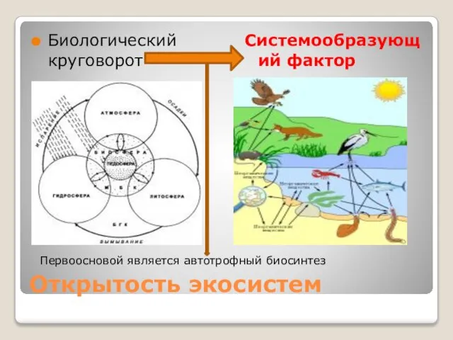 Открытость экосистем Биологический круговорот----- Системообразующий фактор Первоосновой является автотрофный биосинтез