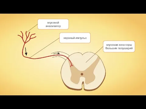 вкусовой анализатор нервный импульс вкусовая зона коры больших полушарий