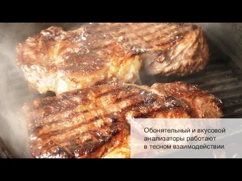 Обонятельный и вкусовой анализаторы работают в тесном взаимодействии.