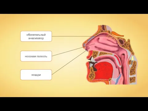 обонятельный анализатор ноздри носовая полость